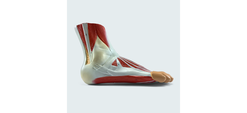 Foot with Ligaments and Muscles Model 222.png Κανένα σετ εικόνων